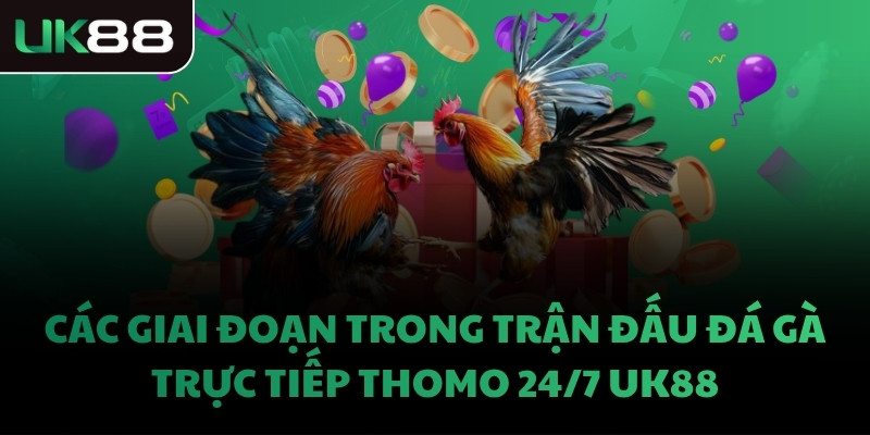 Các giai đoạn trong trận đấu đá gà trực tiếp Thomo 24/7 UK88