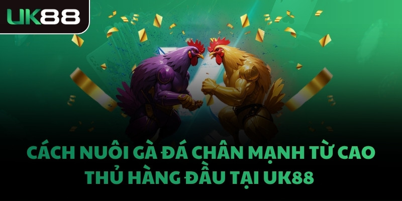 CÁCH NUÔI GÀ ĐÁ CHÂN MẠNH TỪ CAO THỦ HÀNG ĐẦU TẠI UK88