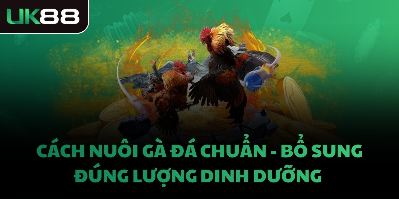 Cách nuôi gà đá chuẩn - Bổ sung đúng lượng dinh dưỡng 
