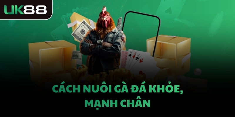 Cách nuôi gà đá khỏe, mạnh chân