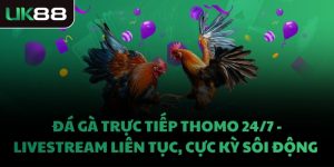 ĐÁ GÀ TRỰC TIẾP THOMO 24/7 - LIVESTREAM LIÊN TỤC, CỰC KỲ SÔI ĐỘNG