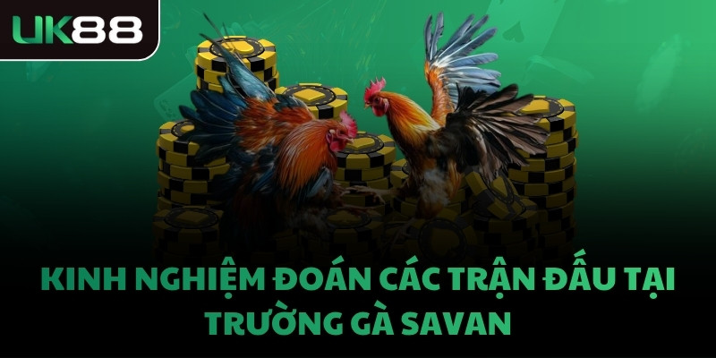 Kinh nghiệm đoán các trận đấu tại trường gà Savan