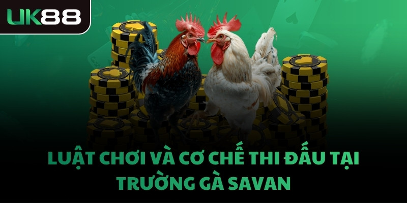 Luật chơi và cơ chế thi đấu tại trường gà Savan
