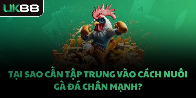 Tại sao cần tập trung vào cách nuôi gà đá chân mạnh?