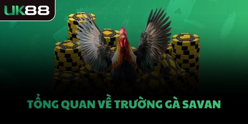 Tổng quan về trường gà Savan